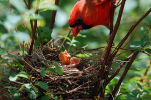 Cardinal & babies