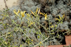 Chuparosa-Tecate-Gold