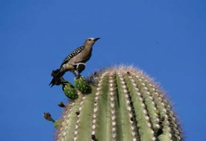 Gila woodpecker