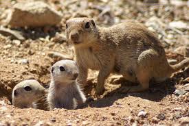 Ground Squirrel