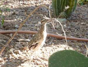 Roadrunner