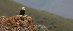 Bald Eagle