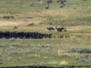 Many thanks for Doug McLaughlin (OpticsYellowstone.com) for these incredible shots of the yearlings playing around.
