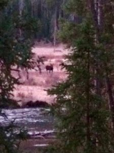Moose at Soda Butte Creek