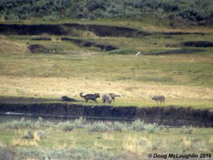 Many thanks for Doug McLaughlin (OpticsYellowstone.com) for these incredible shots of the yearlings playing around.