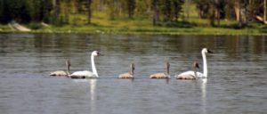 Trumpeter Swans
