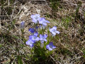 Gentian