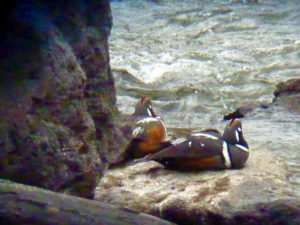 Harlequin Duck