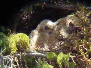 Owlets